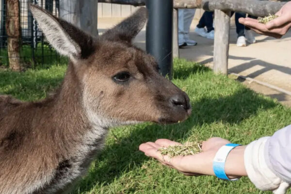 Blue Mountains Deluxe Day Tour - Image 9