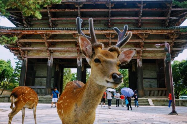 6-Day Japan Combination Package - Image 12