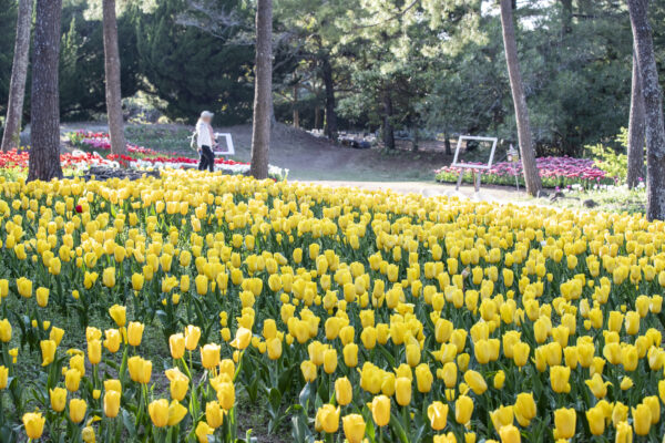 Discover Jeju 3days - Image 8