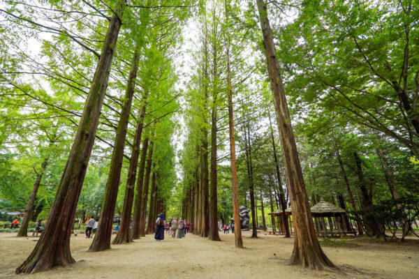 Discover Gangwon 4days - Image 6