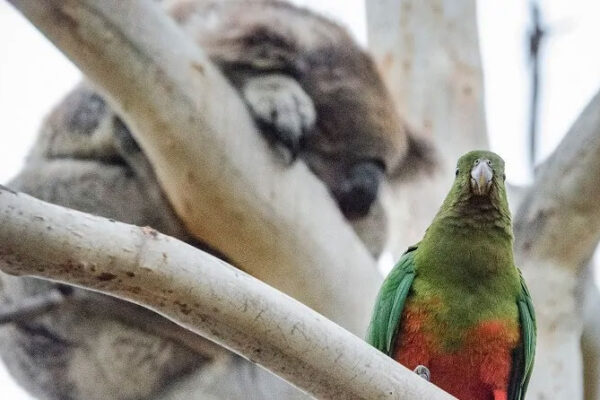 Great Ocean Road & 12 Apostles Day Tour - Image 4