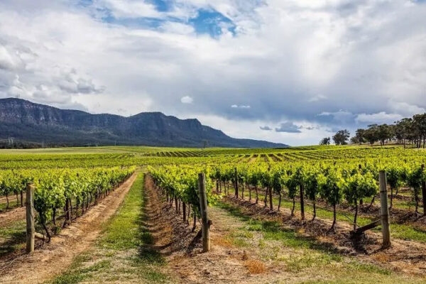 Hunter Valley Wine Tour