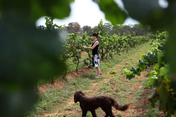 Hunter Valley Wine Tour - Image 4