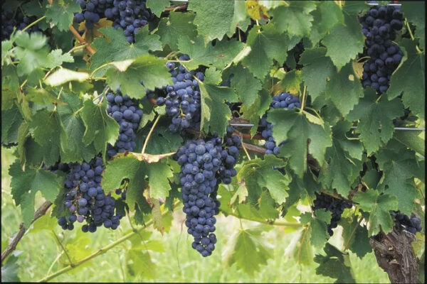 Hunter Valley Wine Tour - Image 5