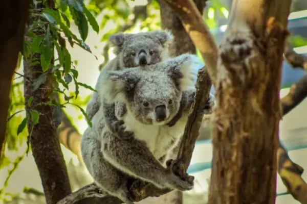 Blue Mountains Day Tour - Image 4