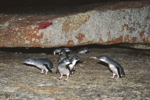 Tasmania 5 Days Tour - Image 12