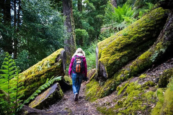 Tasmania 5 Days Tour - Image 4