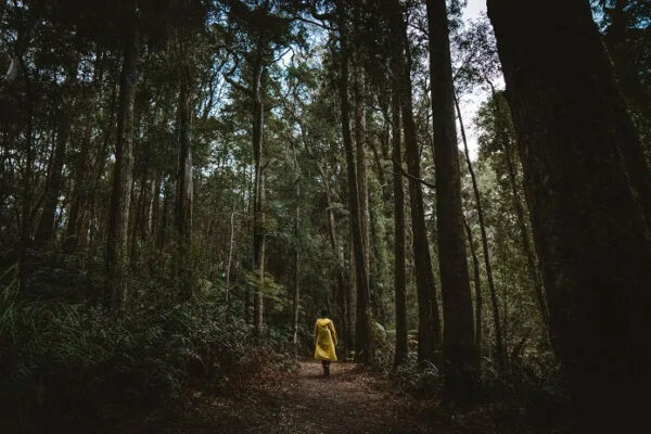 Tasmania 5 Days Tour - Image 7