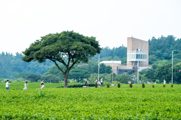 Discover Jeju 3days - Image 5