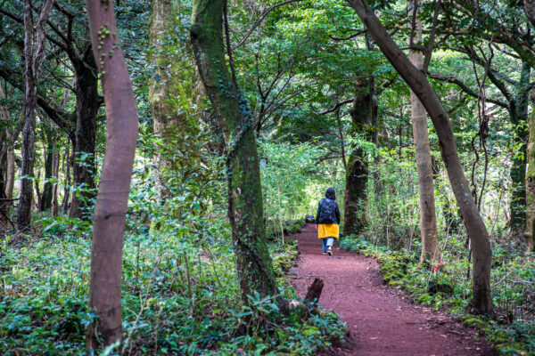 Discover Jeju 3days - Image 4